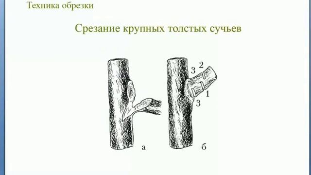 Обрезка плодовых деревьев от А до Я  Полная версия вебинара Николая Рабушко  Зачем Как Когда
