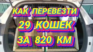 Как перевезти 29 котеек за 820 км.?