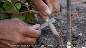 Пошаговая инструкция по прививке винограда осенью