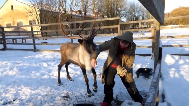 Северный олень смотреть онлайн
