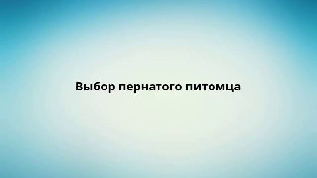 Выбор пернатого питомца смотреть онлайн