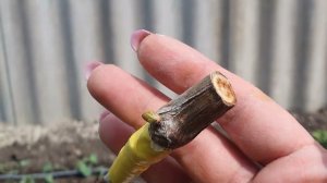 перепрививка взрослого куста винограда на беседке