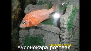 Отсадник для мальков цихлид.