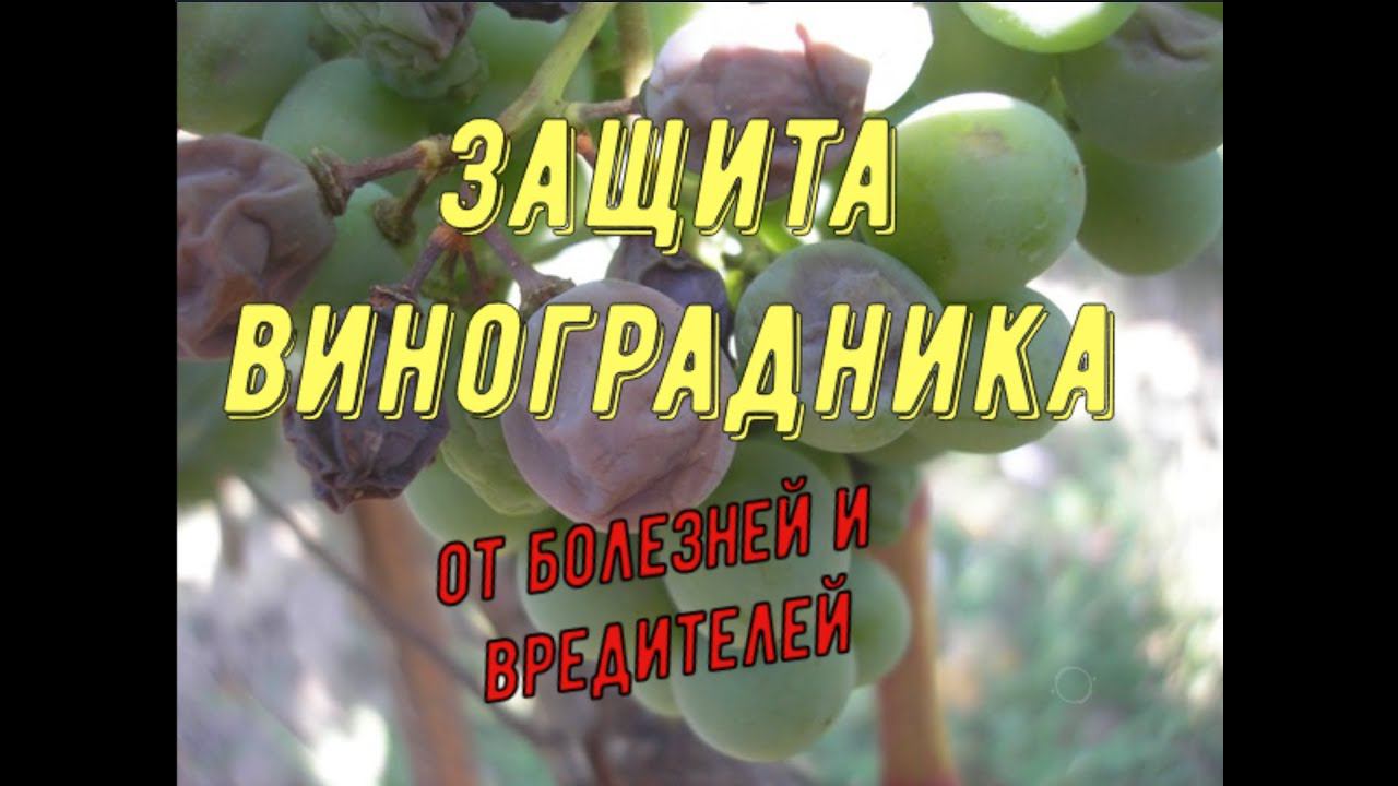 Защита виноградника от болезней и вредителей