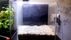 ПЕРЕЗАПУСК АКВАРИУМА НА 20 ЛИТРОВ НА НОВОМ НАТУРАЛЬНОМ ГРУНТЕ! ЖИЗНЬ В АКВАРИУМЕ