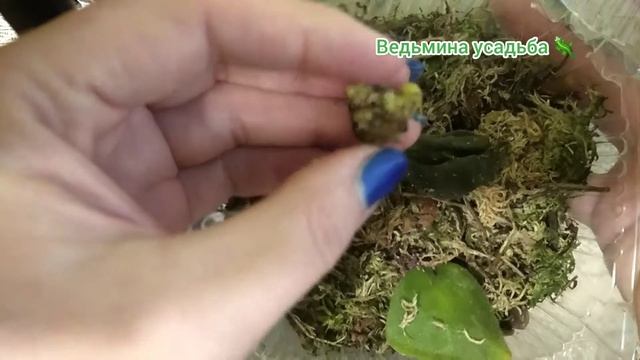 Как размножить глоксинии? Что делать, если от листа образовался клубень?