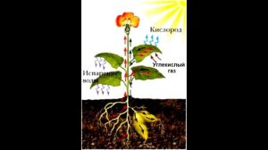 § 14  Воздушное питание растений - фотосинтез