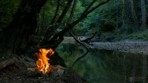 Посадка винограда зимой черенками