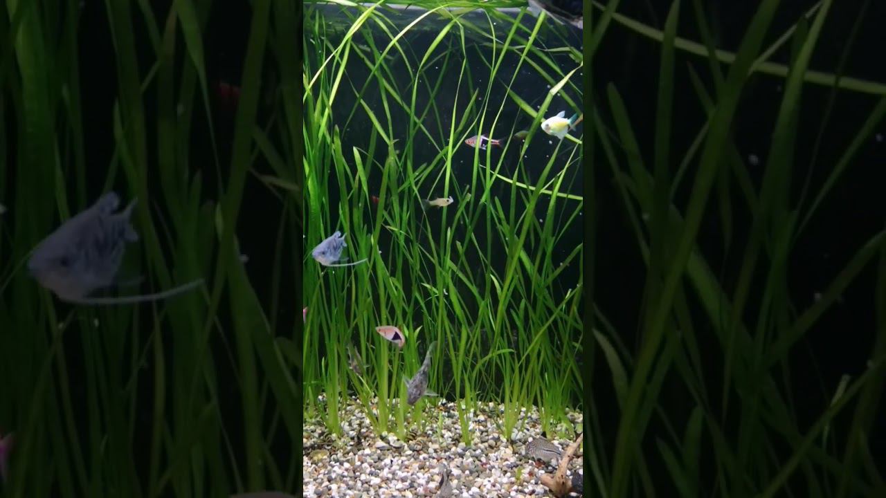 Готовятся ко сну смотреть онлайн