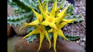 35 ESPÉCIES DE ORBEA COM FLORES PARA IDENTIFICAÇÃO