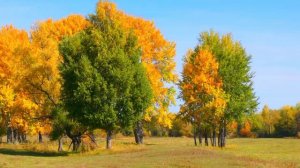 Краски осени(Володарка,Алт .кр.2022г)