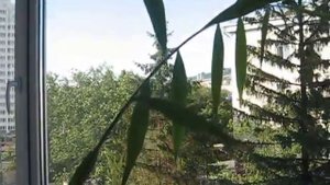 Цветение имбиря