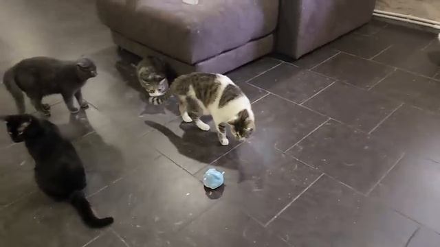 Вилли подрос. Белянку-пугляшку хотят забрать. Новая игрушка в котизале. Алиса месяц не гуляла. смотреть онлайн