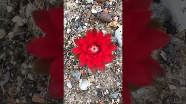 Gymnocalycium Baldianum Cactus Red Flower | Cactus Lover | Garden Hobby