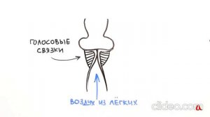 Откуда берется голос?