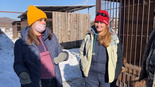 «ВЫПУСТИТЕ ТИГРЯТ В ПРИРОДУ», «ЗАЧЕМ СТЕРИЛИЗУЕТЕ?» Отвечаем на Ваши вопросы про тигров! смотреть онлайн