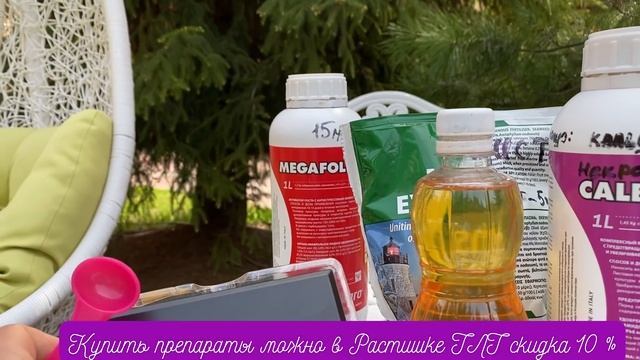 РОЗЫ. ОБРАБОТКА РОЗ ВЕСНОЙ, ОТ БОЛЕЗНИ.  ?РЕЦЕПТ ОТ БОЛЕЗНИ!