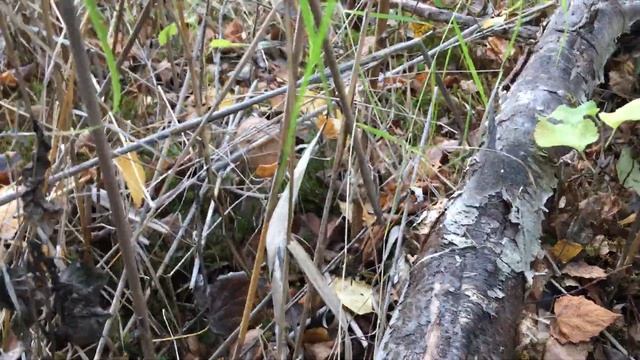 Грибное место смотреть онлайн