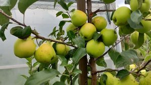 Яблоня Голден Рейнджерс