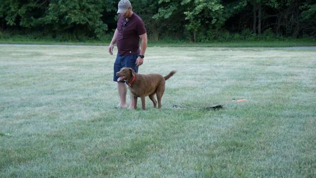 Chesapeake Bay Retriever Dog Training смотреть онлайн
