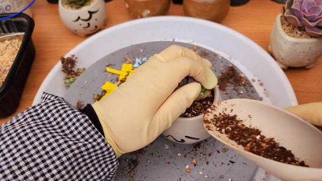 계속 분갈이 또 분갈이. 분갈이 하려 다육일 키우나? 차라리 농사를 짓지 ㅋㅋㅋ #다육이 #다육일기 #다육식물 #koreansucculentplants #たにくしょくぶつ #多肉植 смотреть онлайн