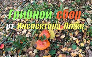 Грибные места и секреты от Мастера!