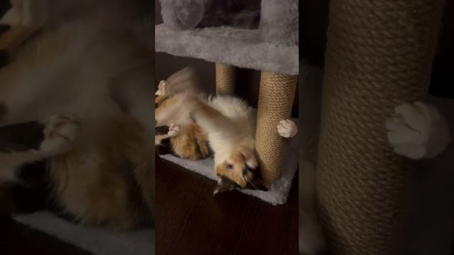 Бубочка играет в кошачьем замке