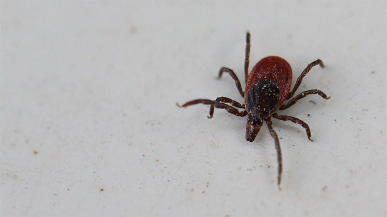 Иксодес персулькатус. В сочи есть клещи. Укус энцефалитного клеща. В сочи есть клещи. В сочи есть клещи.