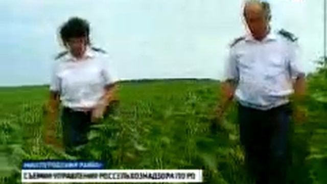 На Миллеровских полях завелся ядовитый сорняк