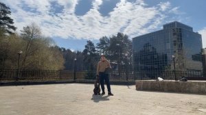 ИСПАНСКИЙ АЛАНО. Дрессировка и воспитание