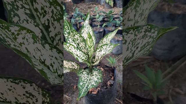 Tanaman hias aglonema snow white I Aglaonema