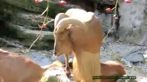 козел орет как человек с ВИДЕРЖАЧ