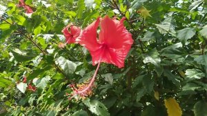 Beautiful flowers Hibiscus Syriacus (Rose of Sharon)- Bloom beautifully in the yard