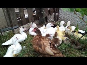 Птичий двор - куры, утки, индюки, цыплята, утята.