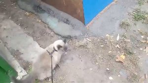 Что будет если домашнего кота вывести на улицу