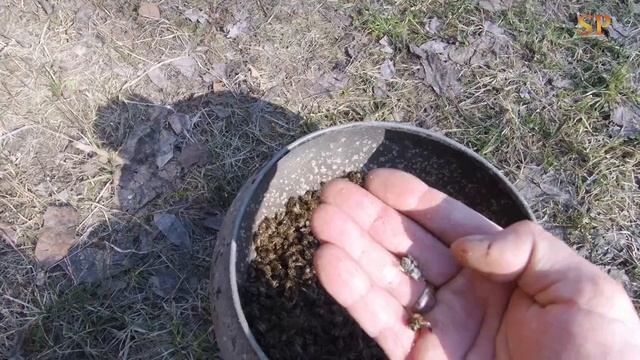 Подмор пчел после зимовки сухой. смотреть онлайн
