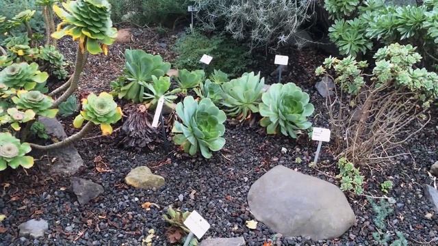 Germany☆ Botanischer garten, tropical flowers, coffee... смотреть онлайн