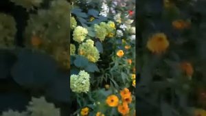 Красивые и неприхотливые кустарники для Подмосковья