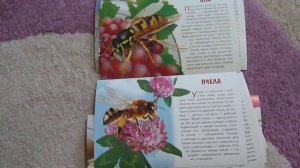 Обзор обучающих карточек "Насекомые" от ЛиТур