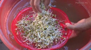 Как быстро и правильно прорастить фасоль в домашних условиях за 3 день