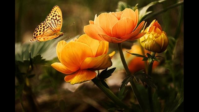 Люблю тебя край родной край желанный (V2) | Песнь возрождения | христианская музыка смотреть онлайн