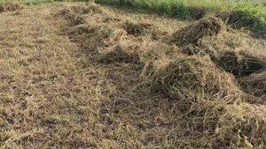 Люцерна Выращивание люцерны Плюсы и минусы выращивания люцерны на сено Сельская Жизнь