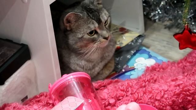 ПОДАРКИ ЗВЕРОДЕТЯМ ПОД ЁЛКОЙ смотреть онлайн