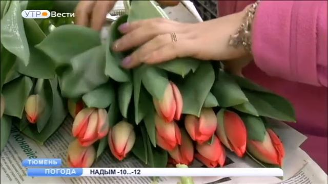 Около 100 тысяч тюльпанов вырастили в Тюмени к 8 марта