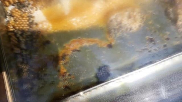 Саморобна сонячна воскотопка смотреть онлайн