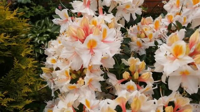 Рододендрон жёлтый Арима Rhododendron lutea Arima