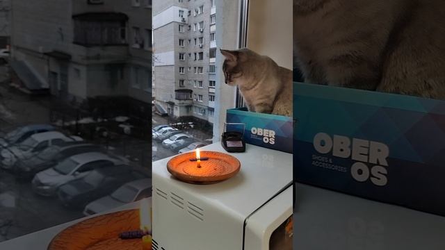 Кошачье утро