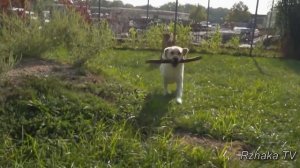 НЕВЕРОЯТНАЯ ДРУЖБА ЖИВОТНЫХ // СОБАКИ //