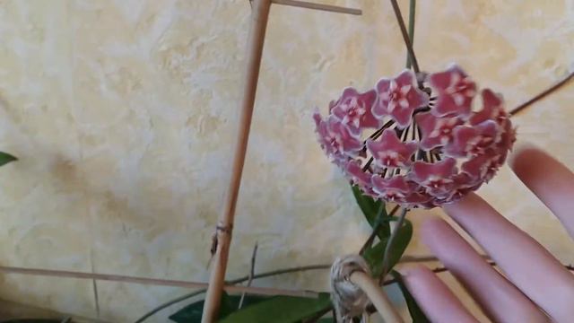 Хойя Пубикаликс Сильвер Пинк смотреть онлайн