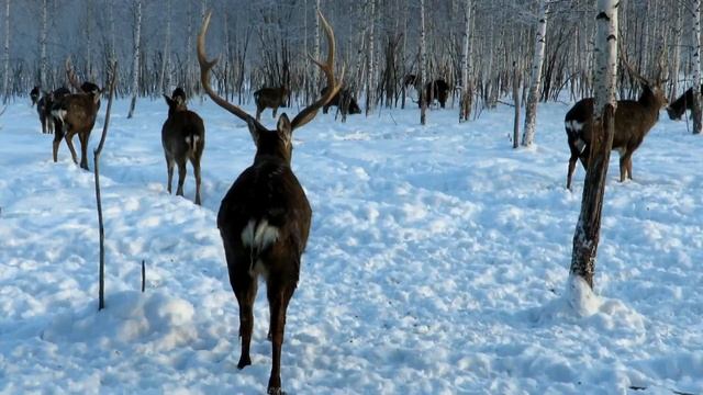Стадо пятнистых оленей на ферме, Dappled deer